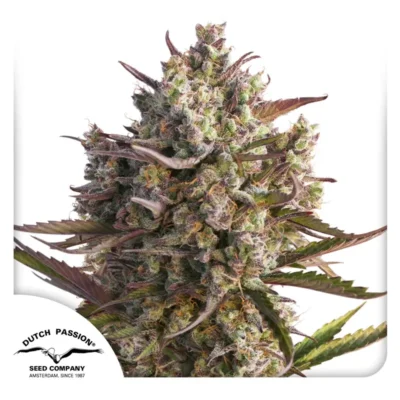 Dutch Passion Auto Blueberry