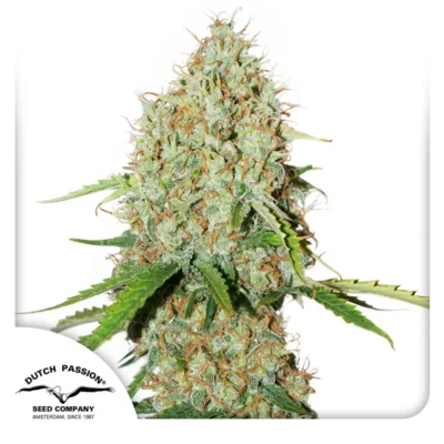 Dutch Passion Auto Brooklyn Sunrise