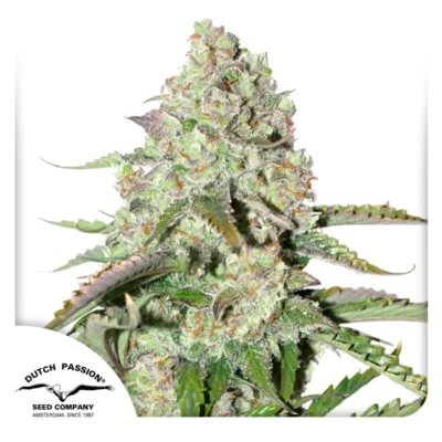 Dutch Passion Auto Colorado Cookies