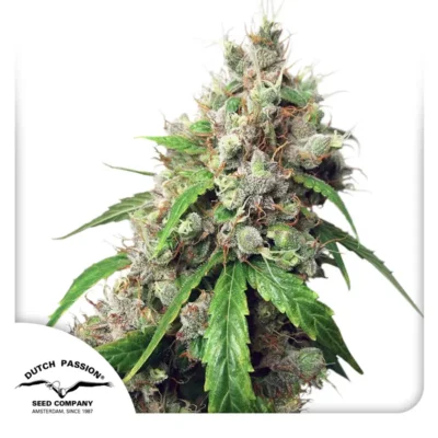 Dutch Passion Auto Euforia