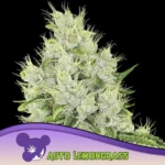 Anesia Seeds Auto Lemongrass - 3 Samen