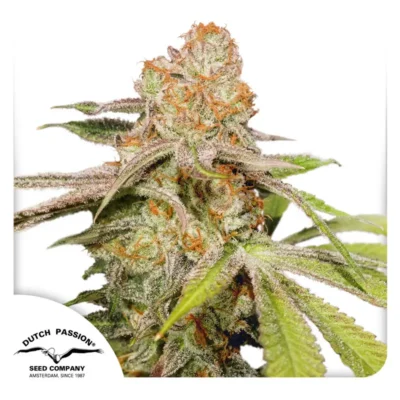 Dutch Passion Auto Mac #1