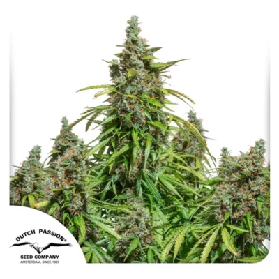 Dutch Passion Auto Mazar