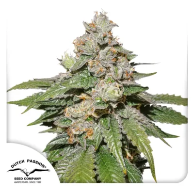 Dutch Passion Auto Mokum´s Tulip