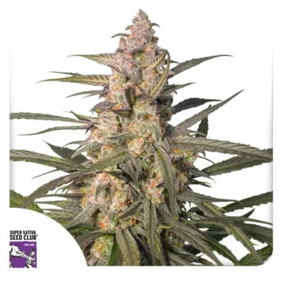 Dutch Passion Auto Northern Dragon Fuel