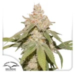 Dutch Passion Auto SFV OG - 3 Samen