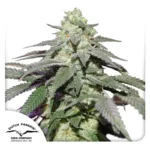 Dutch Passion Auto Skywalker Haze - 3 Samen