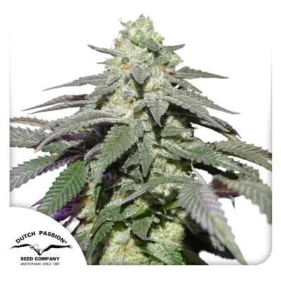 Dutch Passion Auto Skywalker Haze – 3 Samen
