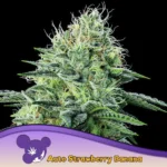 Anesia Seeds Auto Strawberry Banana - 3 Samen