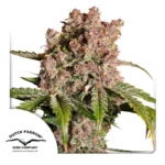 Dutch Passion Auto Strawberry Soda - 3 Samen