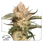 Dutch Passion Auto Trichome & Cream 3er Pack
