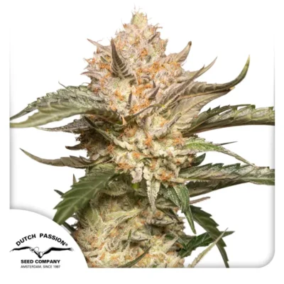 Dutch Passion Auto Trichome & Cream 3er Pack