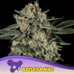 Anesia Seeds Banana MAC - 3 Samen