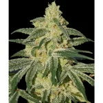 Barneys Farm Afghan Hash Plant - 1 Samen
