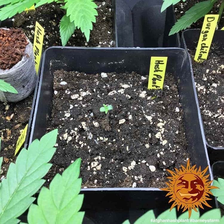 Barneys Farm Afghan Hash Plant - 1 Samen – Bild 3