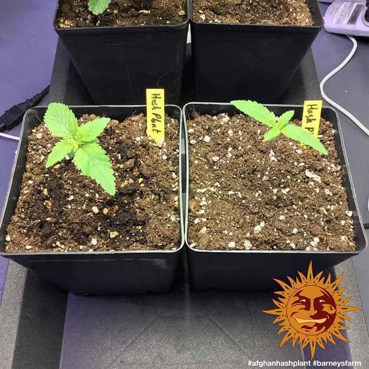 Barneys Farm Afghan Hash Plant - 1 Samen – Bild 4