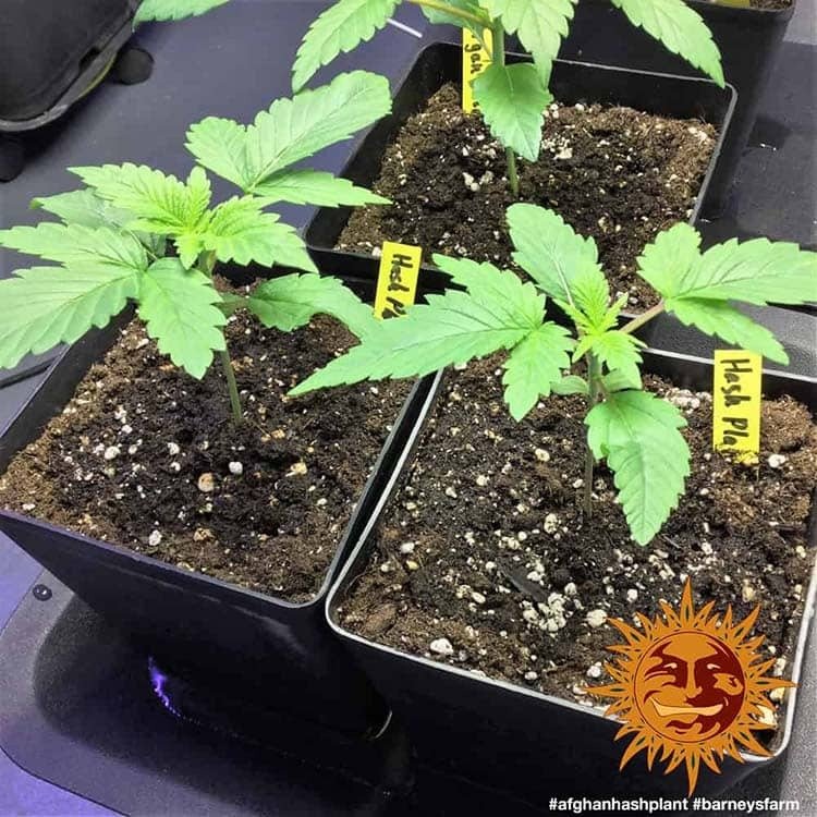Barneys Farm Afghan Hash Plant - 1 Samen – Bild 5