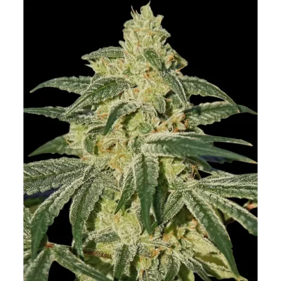 Barneys Farm Afghan Hash Plant – 1 Samen