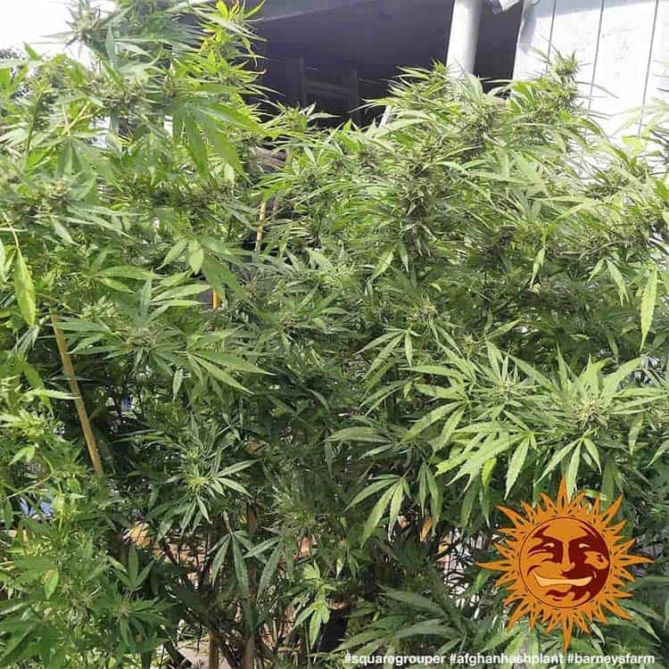Barneys Farm Afghan Hash Plant - 1 Samen – Bild 6