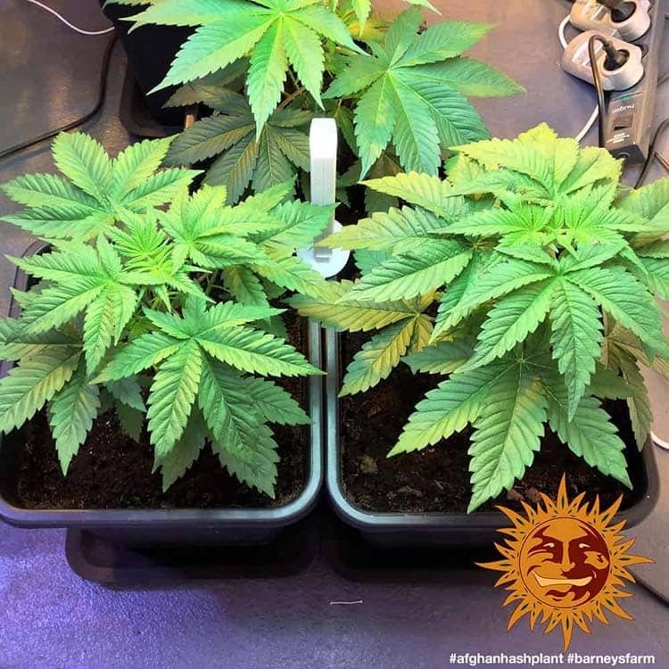 Barneys Farm Afghan Hash Plant - 1 Samen – Bild 7