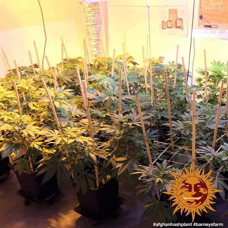 Barneys Farm Afghan Hash Plant - 1 Samen – Bild 8