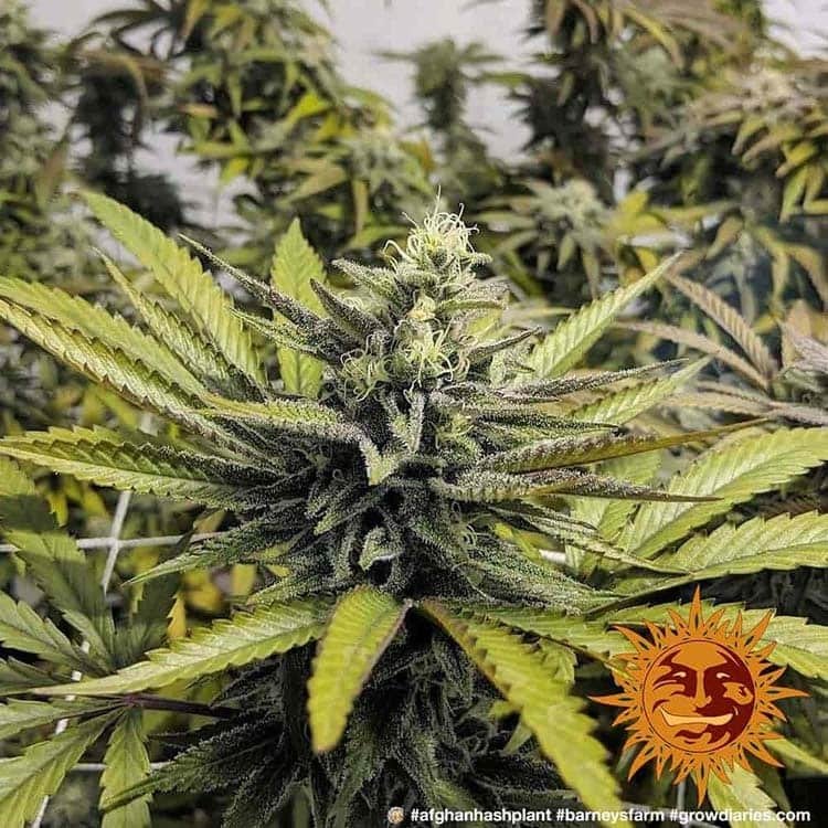 Barneys Farm Afghan Hash Plant - 1 Samen – Bild 9