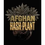 Barneys Farm Afghan Hash Plant Auto 3er Packung