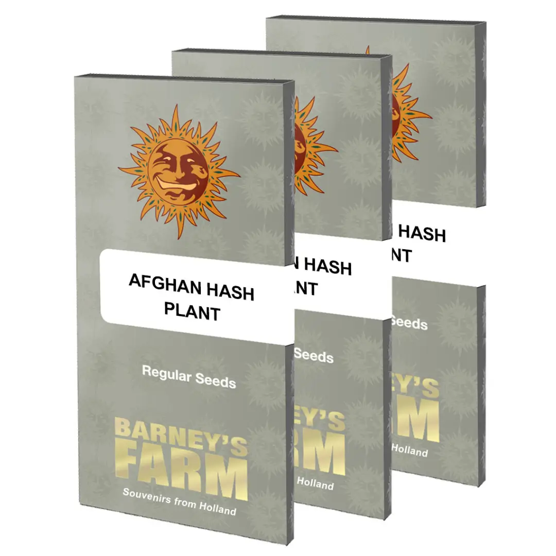 Barneys Farm Afghan Hash Plant - 1 Samen – Bild 2