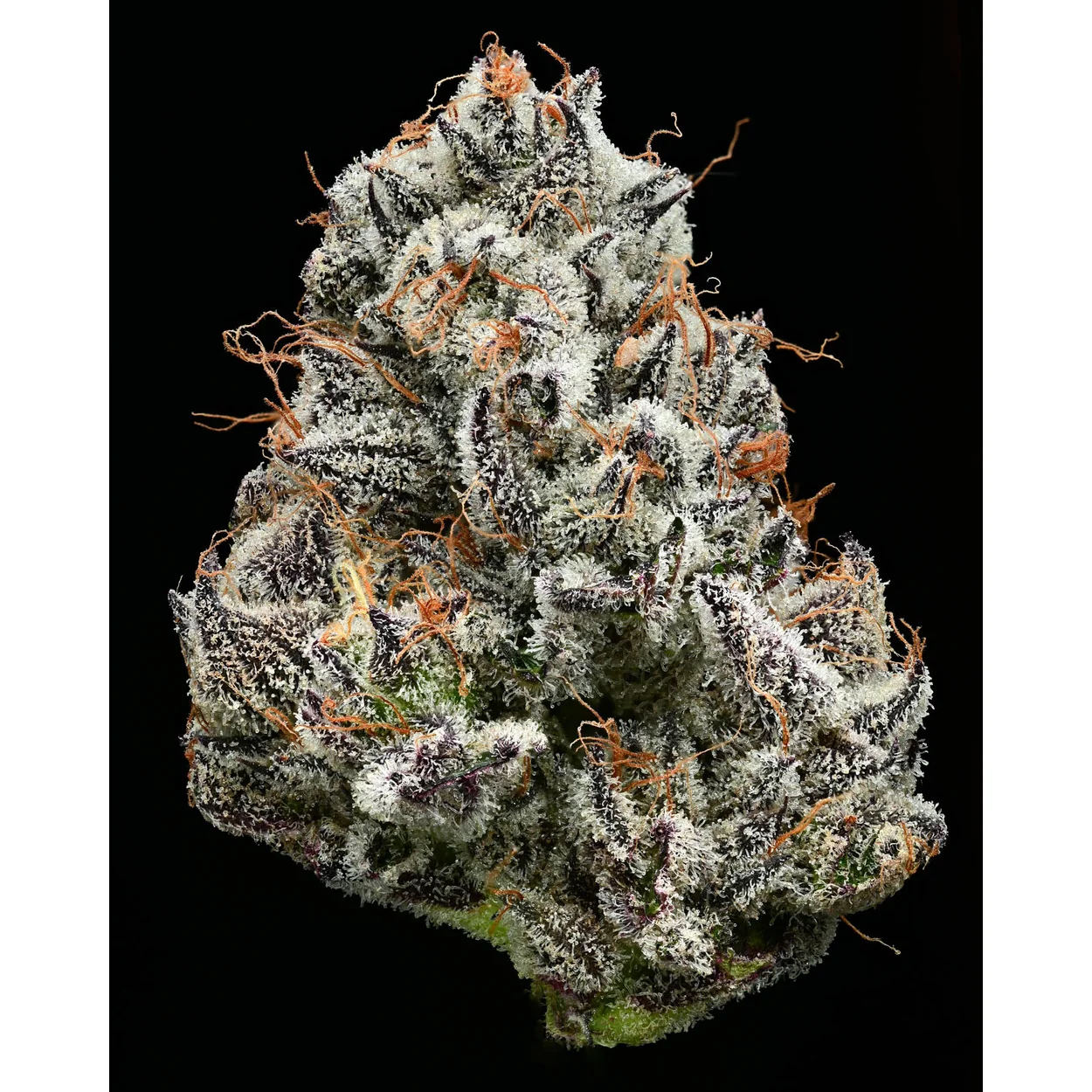 Barneys Farm Black Cherry Gushers 3er Pack – Bild 2