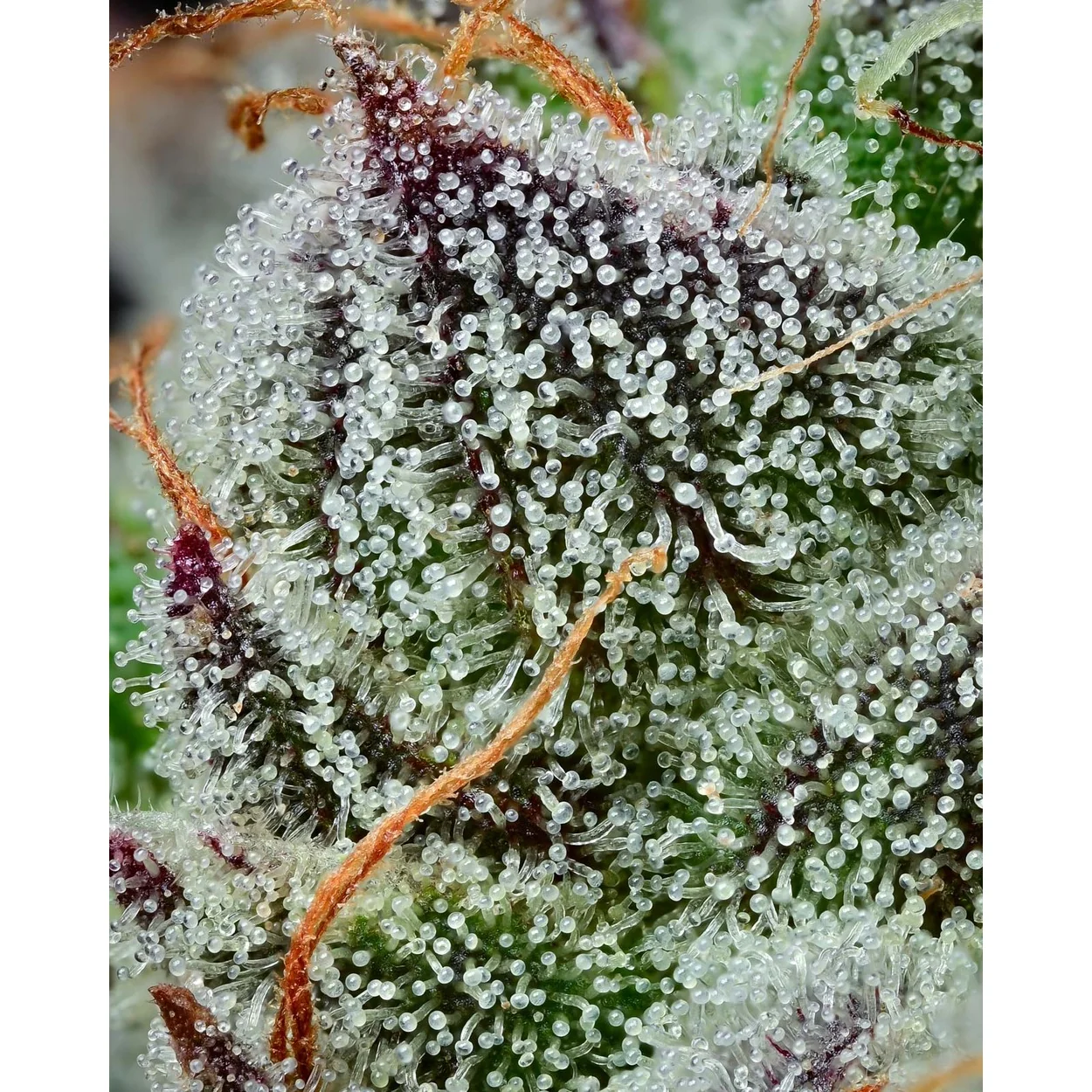 Barneys Farm Black Cherry Gushers 3er Pack – Bild 3