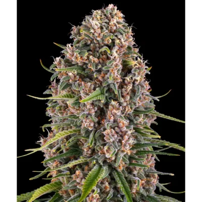 Barneys Farm Blue Cheese