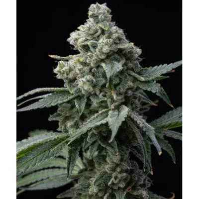 Barneys Farm Bruce Banner 3er Pack