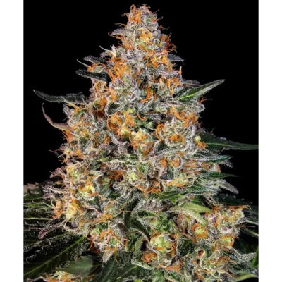 Barneys Farm Bubba Kush
