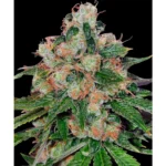 Barneys Farm CBD Caramel - 10 Samen