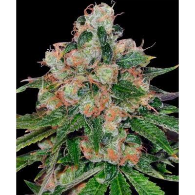 Barneys Farm CBD Caramel – 10 Samen