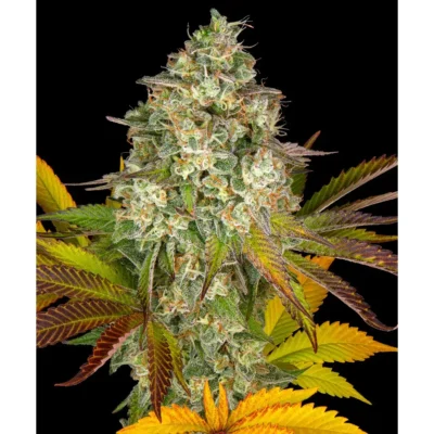 Barneys Farm Cookies Kush Auto 5er Pack