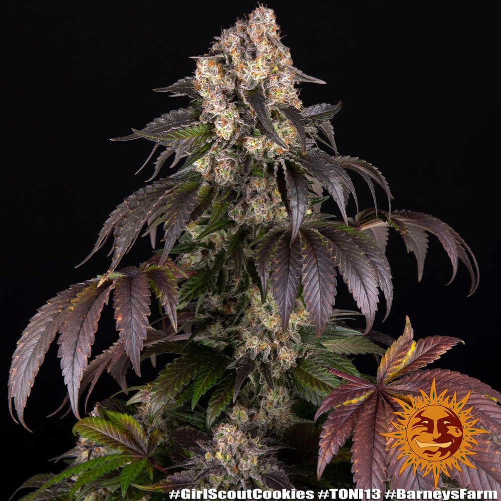 Barneys Farm Girl Scout Cookies 3er Pack – Bild 3