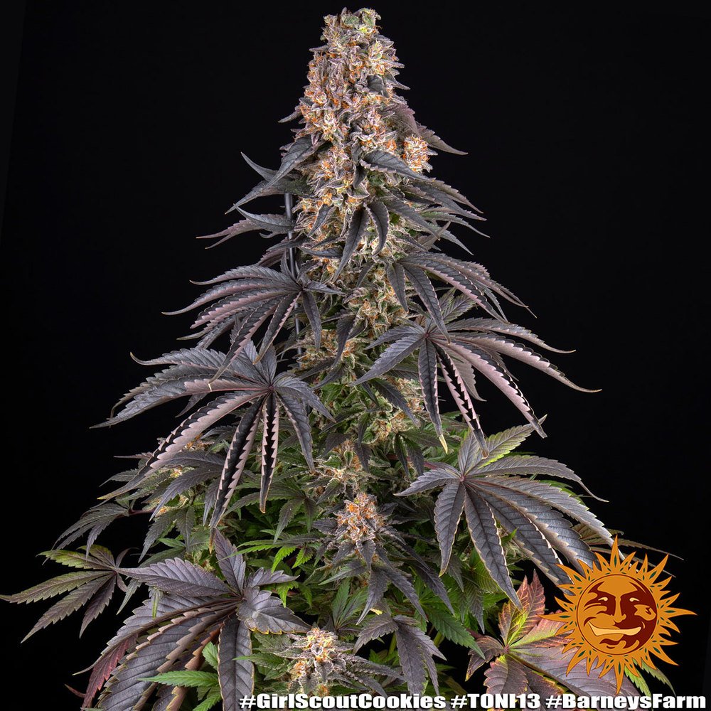 Barneys Farm Girl Scout Cookies 3er Pack – Bild 4