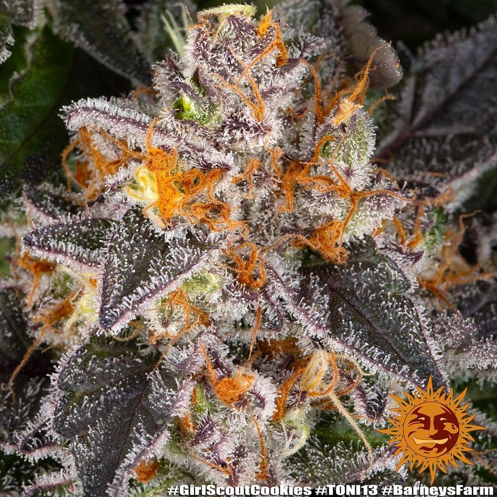 Barneys Farm Girl Scout Cookies 3er Pack – Bild 5