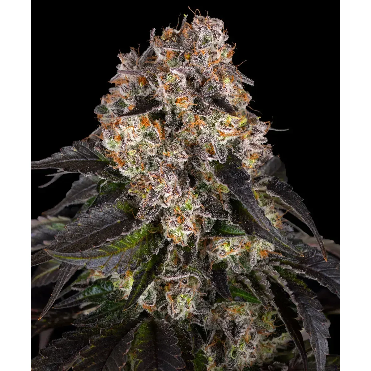 Barneys Farm Girl Scout Cookies 3er Pack
