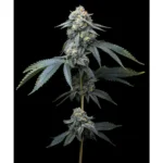 Barneys Farm Jealousy 3er Pack