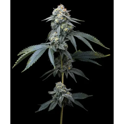 Barneys Farm Jealousy 3er Pack