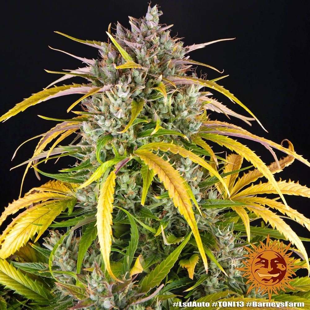 Barneys Farm LSD Auto 3er Pack – Bild 3
