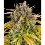 Barneys Farm LSD Auto 3er Pack