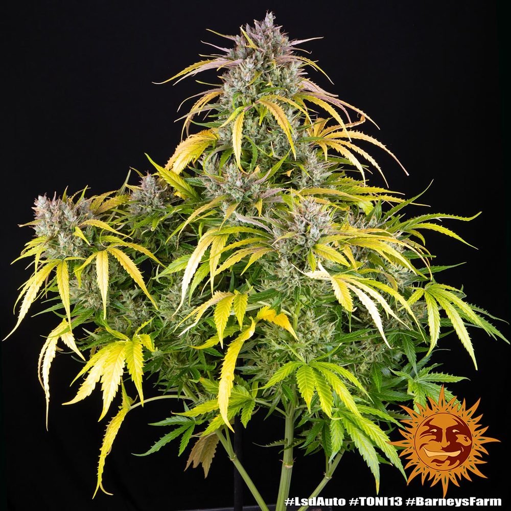 Barneys Farm LSD Auto 3er Pack – Bild 11