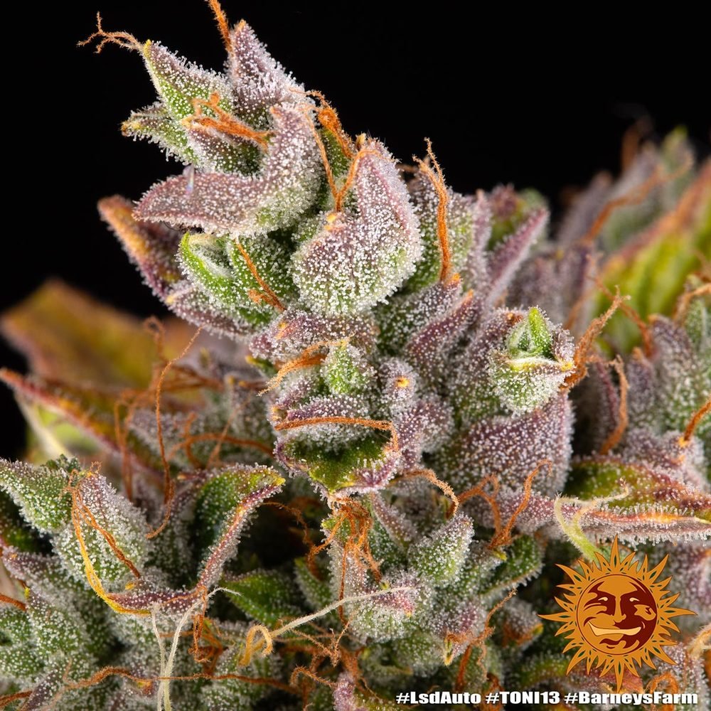 Barneys Farm LSD Auto 3er Pack – Bild 10