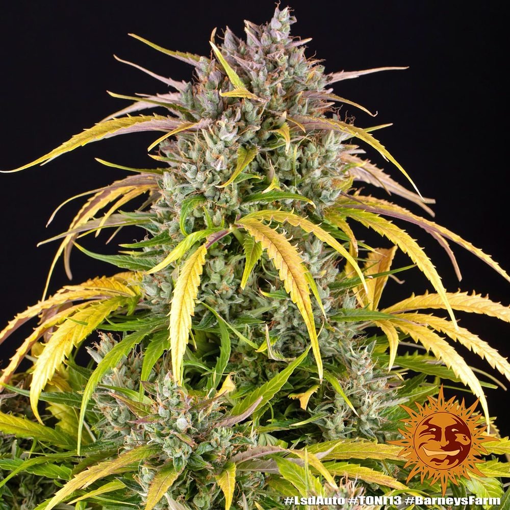 Barneys Farm LSD Auto 3er Pack – Bild 8