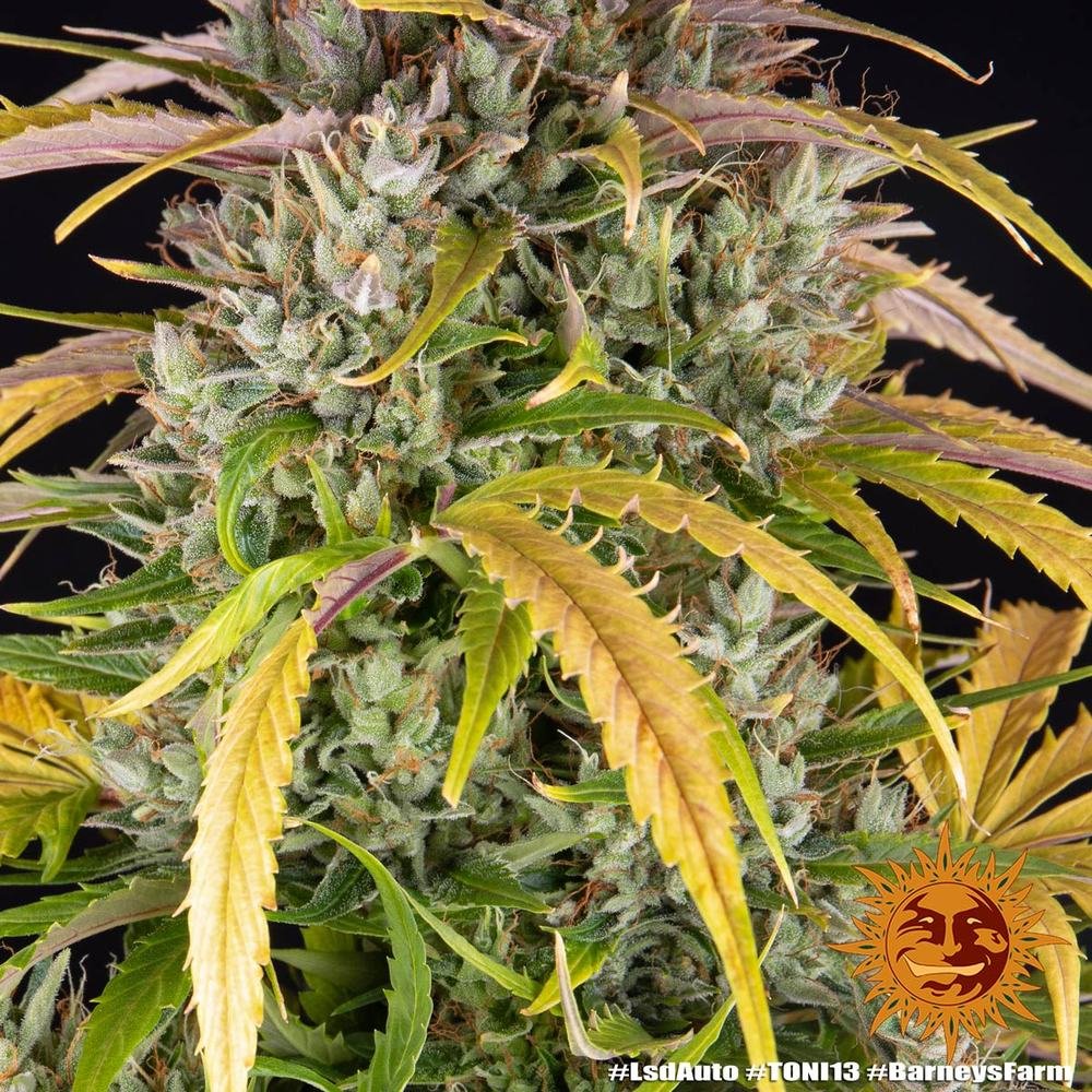 Barneys Farm LSD Auto 3er Pack – Bild 9