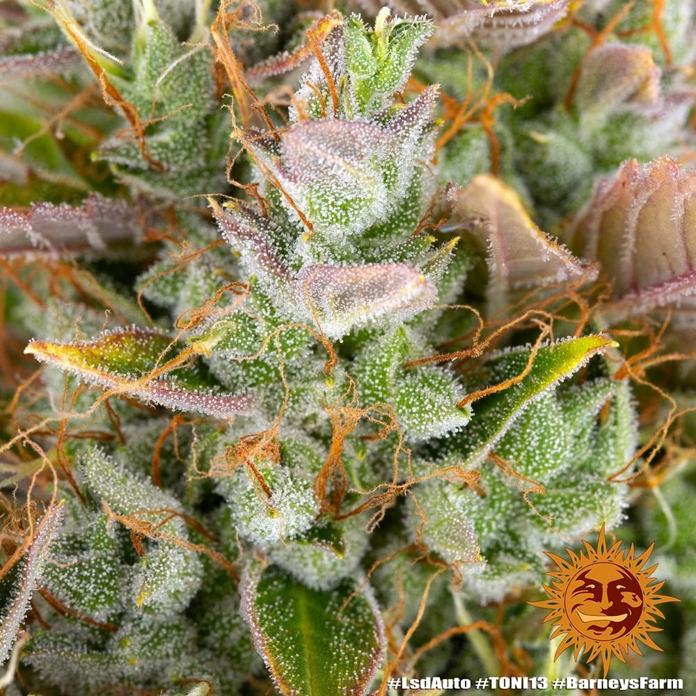 Barneys Farm LSD Auto 3er Pack – Bild 7