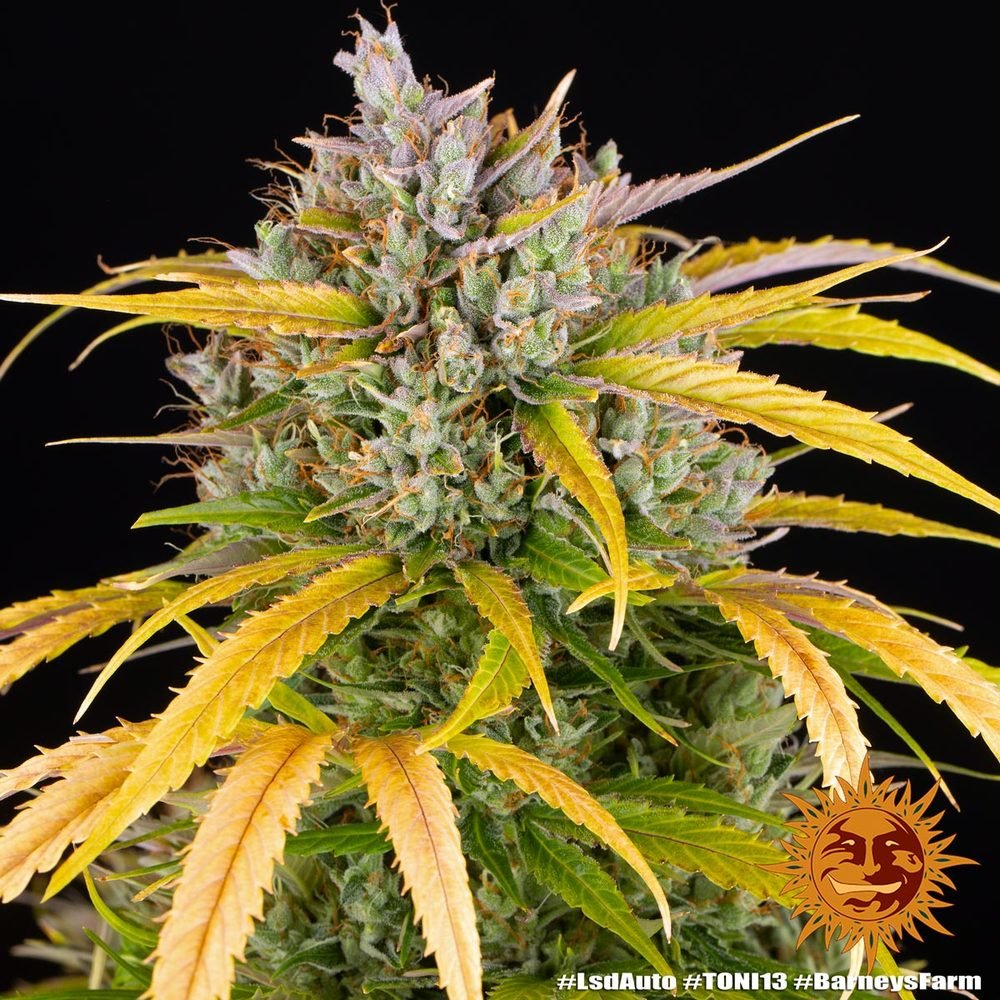 Barneys Farm LSD Auto 3er Pack – Bild 6